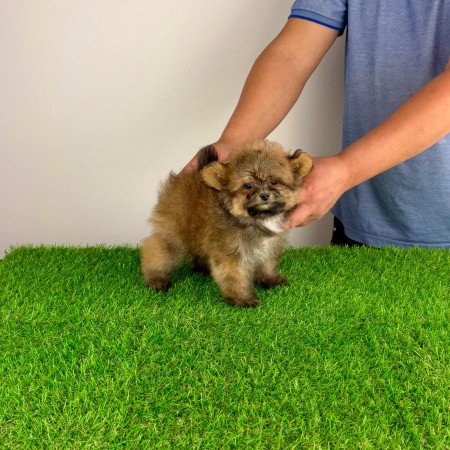 Pomapoo kiskutya