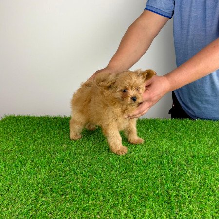 Pomapoo kiskutya