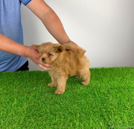 Pomapoo kiskutya