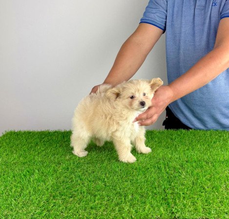 Pomapoo kiskutya