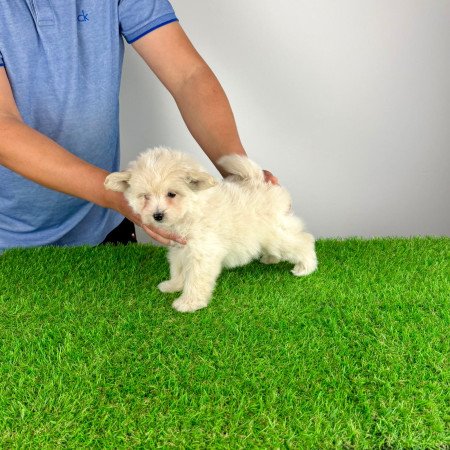 Pomapoo kiskutya