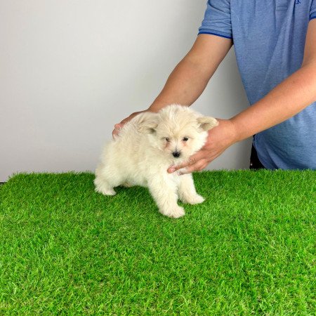 Pomapoo kiskutya