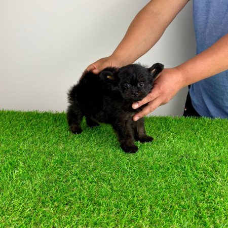 Pomapoo kiskutya