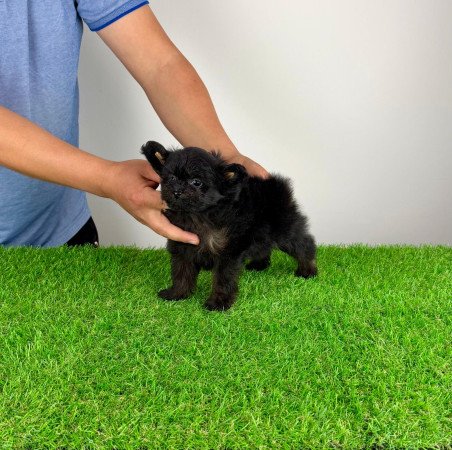 Pomapoo kiskutya