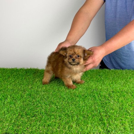 Pomapoo kiskutya