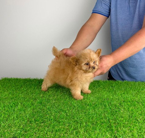 Pomapoo kiskutya