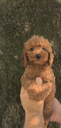 Cavalier spániel uszkár cavapoo cockapoo