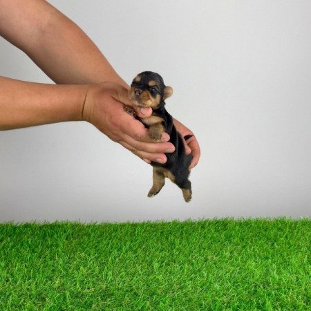Yorkshire terrier