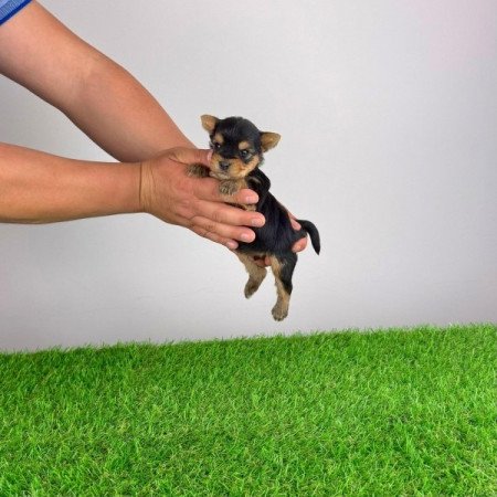 Yorkshire terrier