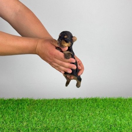 Yorkshire terrier
