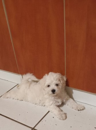 Bischon Havanese