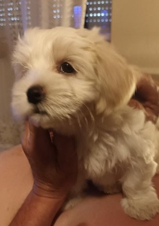 Bischon Havanese