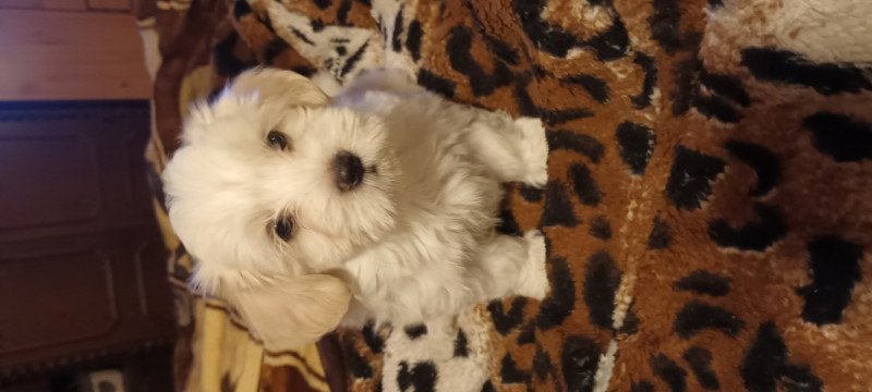 Bischon Havanese