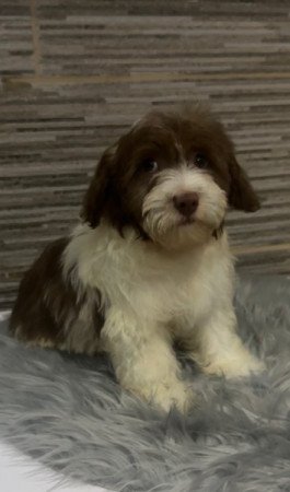 Bichon Havanese