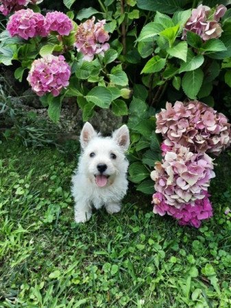 West Highland White Terrier