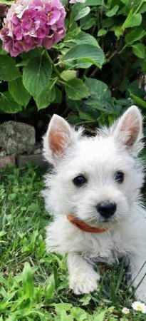 West Highland White Terrier