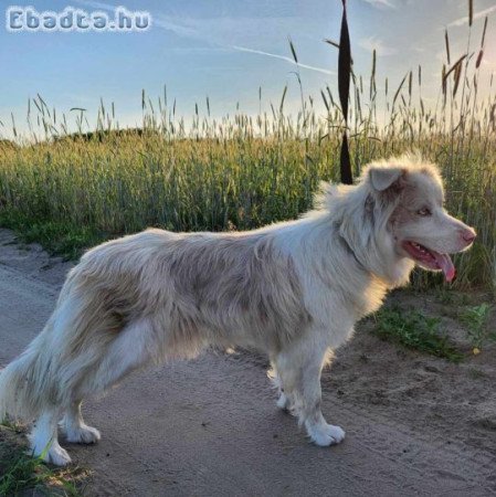 Eladó törzskönyves szuka red merle border collie