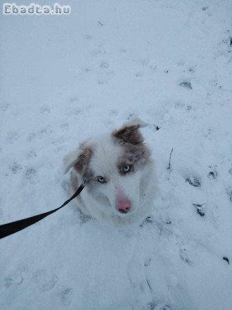 Eladó törzskönyves szuka red merle border collie