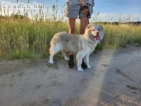 Eladó törzskönyves szuka red merle border collie