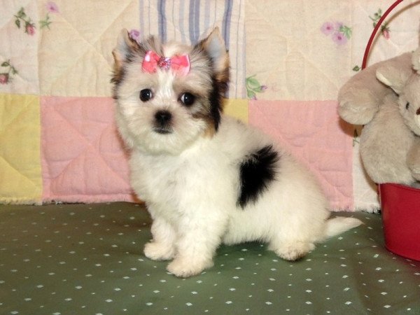 Biewer Yorkshire Terrier Yorki