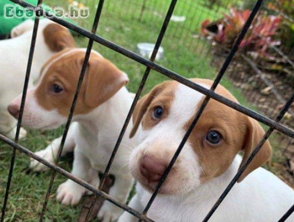 Csinos Jack Russel kiskutya örökbefogadásra