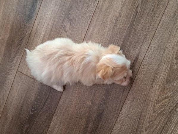 Bichon havanese