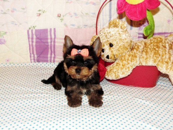 Yorkshire Terrier, Yorki