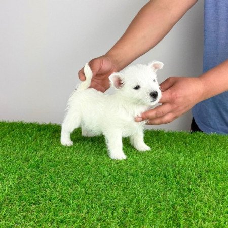 West Highland White terrier
