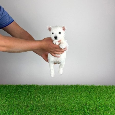 West Highland White terrier