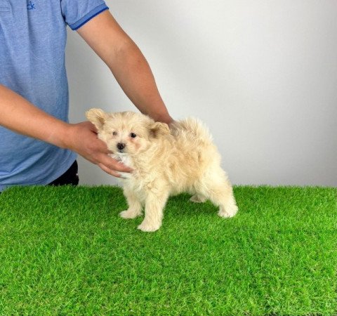 Pomapoo