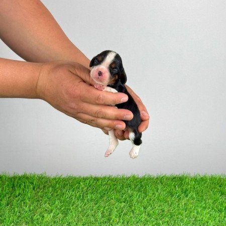 Cavalier King Charles Spániel