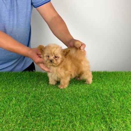 Pomapoo