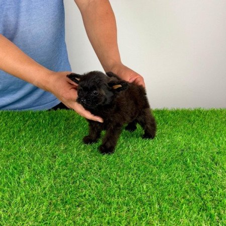 Pomapoo