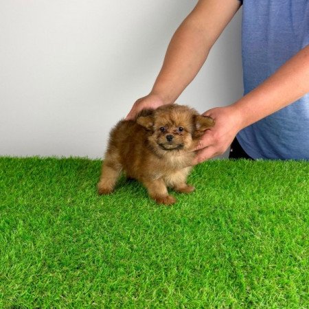 Pomapoo