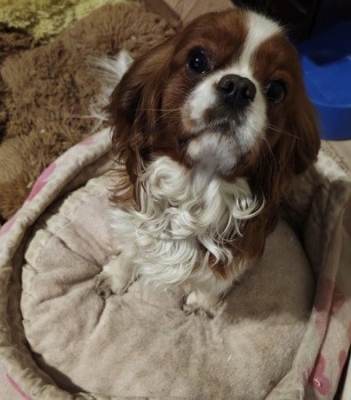 Cavalier King Charlies Spaniel