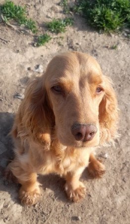 Angol cocker spániel