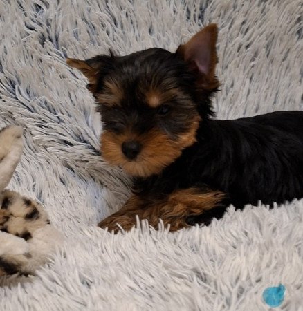 Yorkshire Terrier
