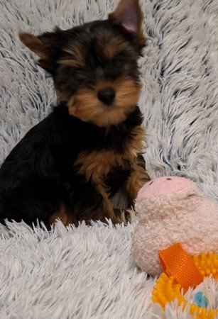 Yorkshire Terrier