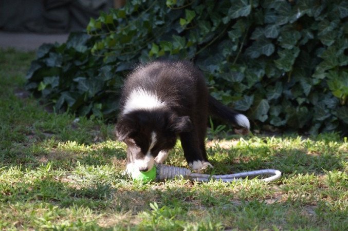 Border Collie