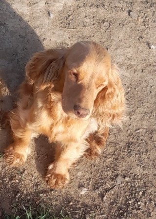 Angol cocker spániel