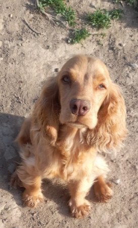 Angol cocker spániel