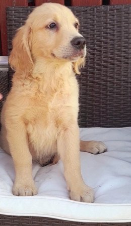 golden retriever