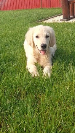 golden retriever