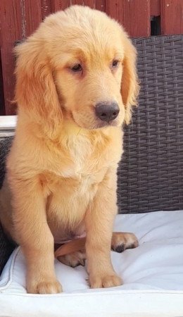 golden retriever