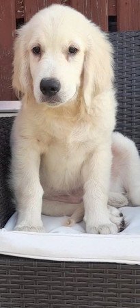 golden retriever