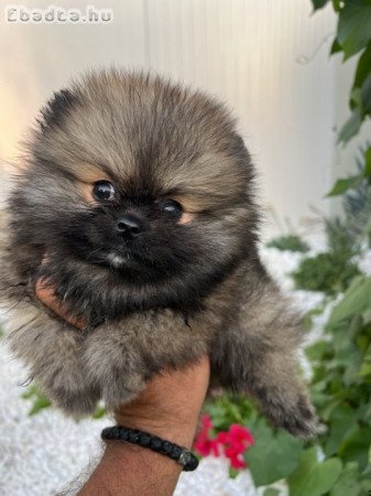 Pomeranian dogs