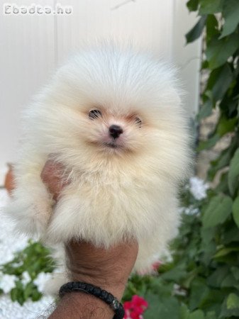 Pomeranian dogs