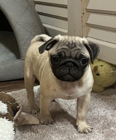 Mopsz