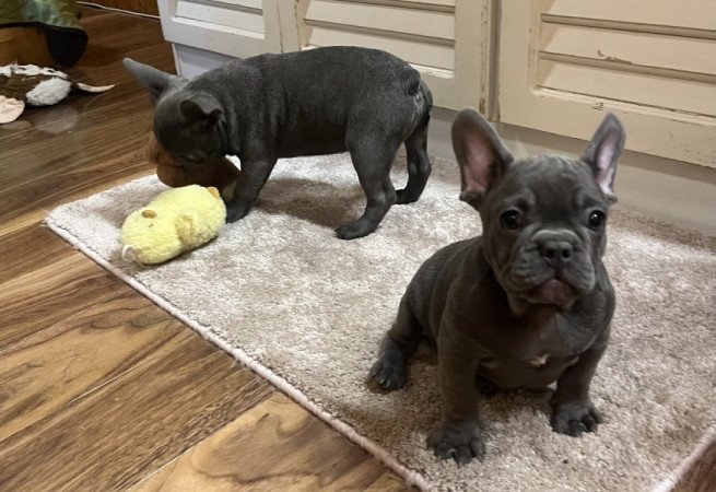 Francia bulldog