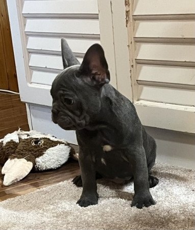 Francia bulldog